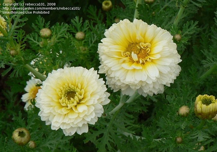 creamy chrysanthemums