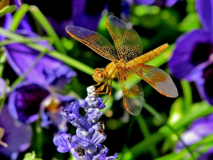 dragonfly on flowers