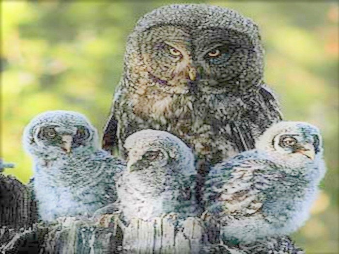 elf owl with young
