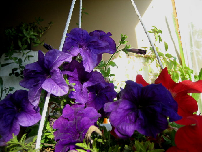 Purple and red petunias in a hanging basket on the balcony