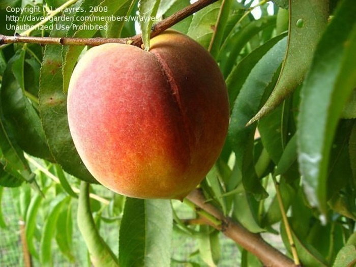 large ripe peach on a tree
