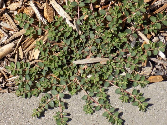 The Case for Letting Your Garden Run Wild