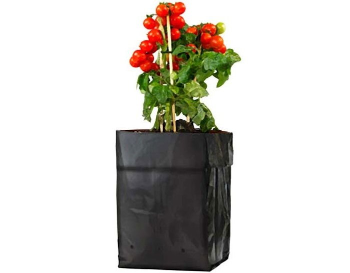 patio tomato plant grow bag