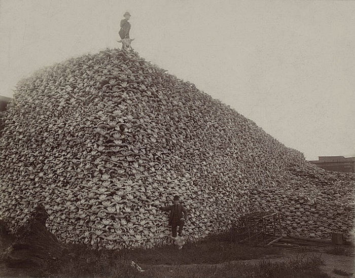 old image of a mountain of buffalo skulls
