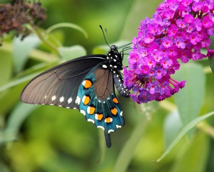 black swallowtail on purple flower