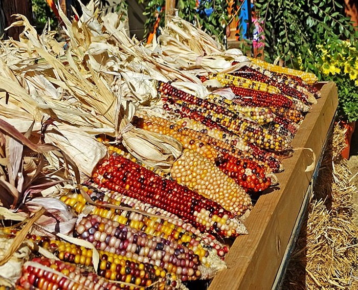 colorful indian corn