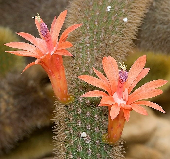 Coral cacti are blooming