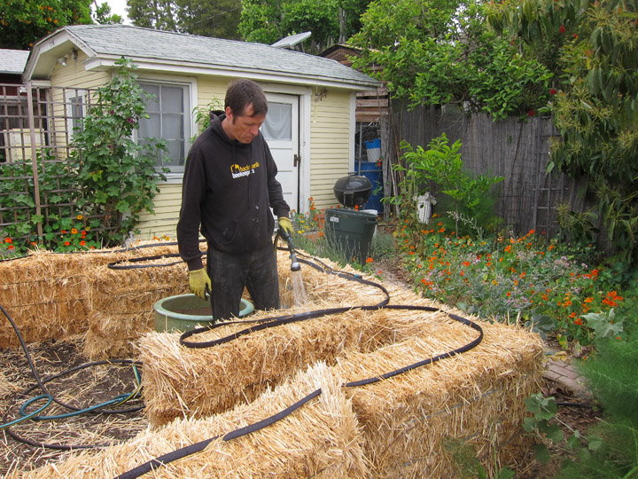 watering in straw bales