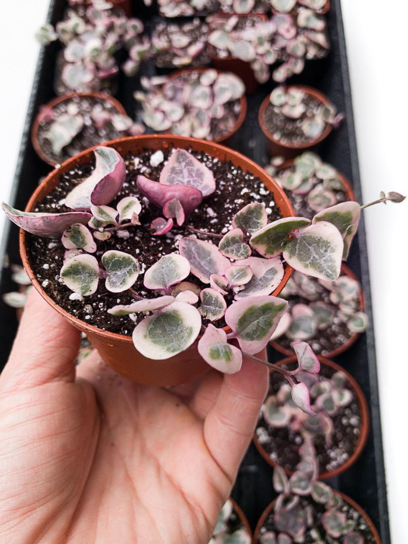string of hearts succulent