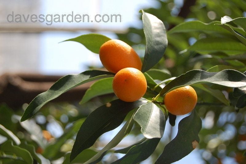 kumquats on tree