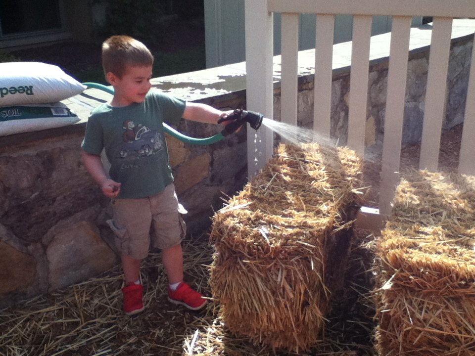little boy watering a strawbale garden