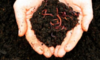 6 Benefits of Vermiculture