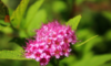 Pests and Diseases that Attack Your Spirea