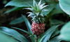 5 Varieties of Fruit to Grow in Containers (Indoors!)