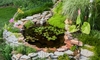 How to Have a Pond without Having Mosquitoes