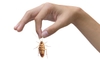 A hand holding a cockroach by an antenna.