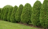 A row of arborvitae trees.