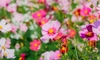 How To Plant And Grow Cosmos From Seeds