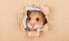 Hamster face poking through a hole in the wall