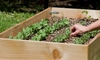 How to Plant a Square Foot Garden