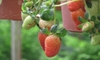 growing strawberries in hanging baskets