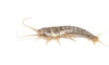 How to Safely Kill Silverfish in Your Home