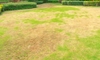 Is Your Lawn Diseased?