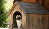 A pug in a wooden dog house.