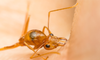 Using Boric Acid to Kill Fire Ants