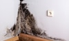 Defining and Detecting Toxic Black Mold in the Home