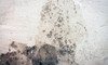 How to Prevent Mold Growth on Your Basement Ceiling