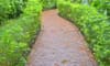A brick walkway bordered with green plants. 