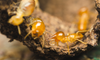 4 Termite Control Methods Explained