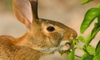 A wild rabbit chewing on plants in the garden.