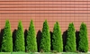 Caring for an Arborvitae Tree