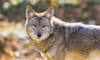Coyote Prevention: How to Keep Them Away from Your Property