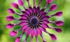 purple tropical African daisy in bloom