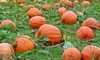 Tips for Growing Pumpkins