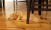 3 Low-cost Pet Odor Removal Options for Hardwood Floors