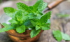 thriving mint leaves for natural pest control