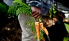 A man plants carrots.