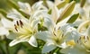 How to Preserve an Easter Lily for Decoration