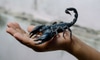 5 Simple Ways to Deter Scorpions