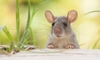 cute mouse outside with big ears