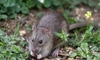 4 Ways to Properly Dispose of Rat Poison