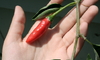Chili Pepper Harvesting Tips