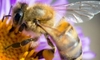 How to Support Bees in Your Yard