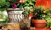 Cool Weather Plants for Container Gardens