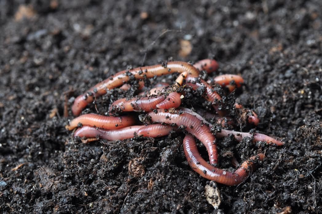 How To Raise Worms For Fishing, Diy Worm Farm For Fishing