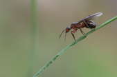 winged ant on a blade of grass